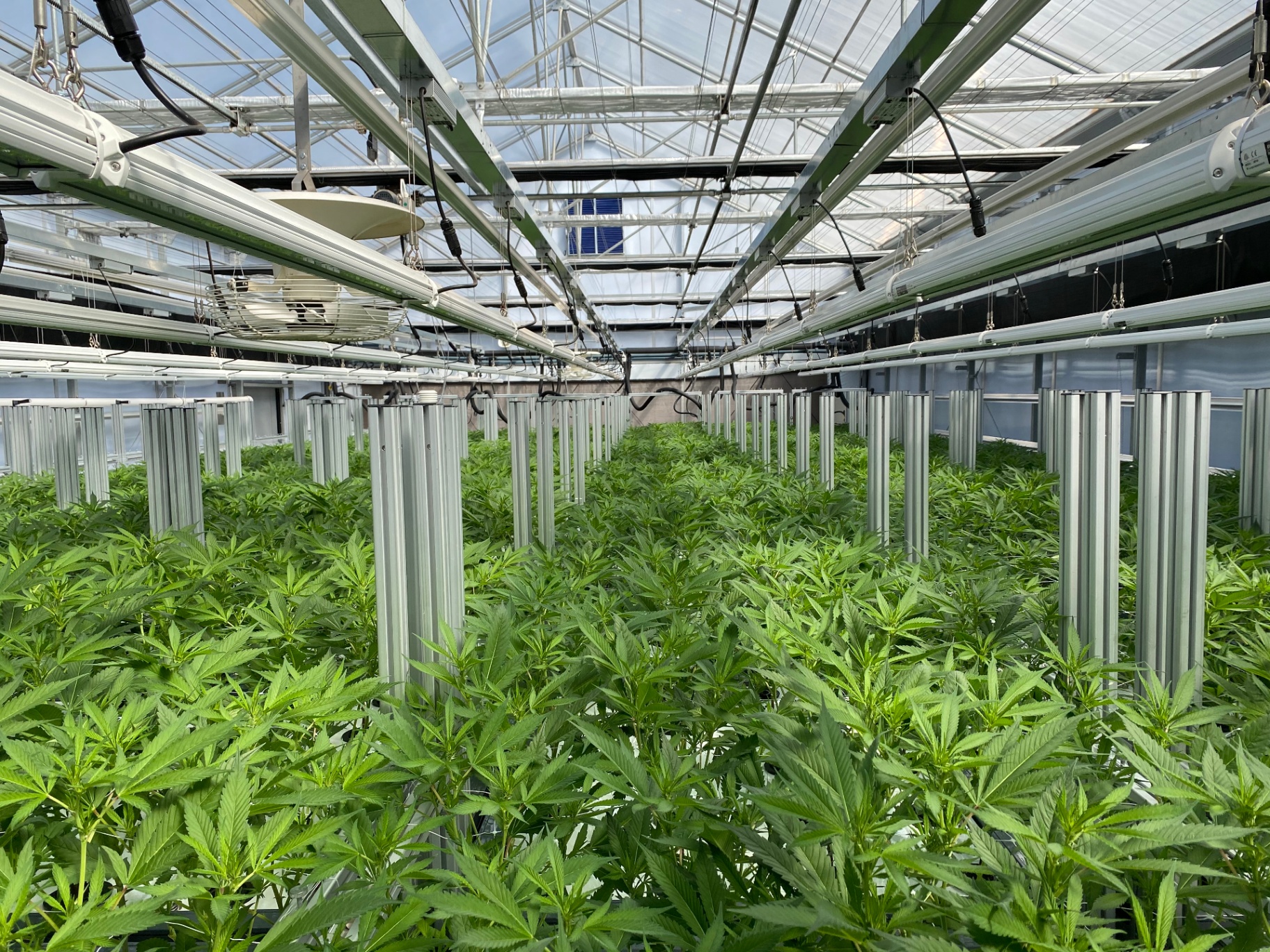 Cannabis cultivation greenhouse with healthy plants under controlled lighting